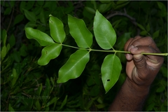 Schrebera swietenioides
